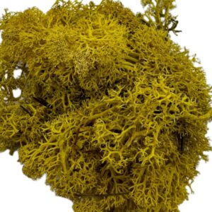 Mech Chrobotek do terrarium żółty 100g