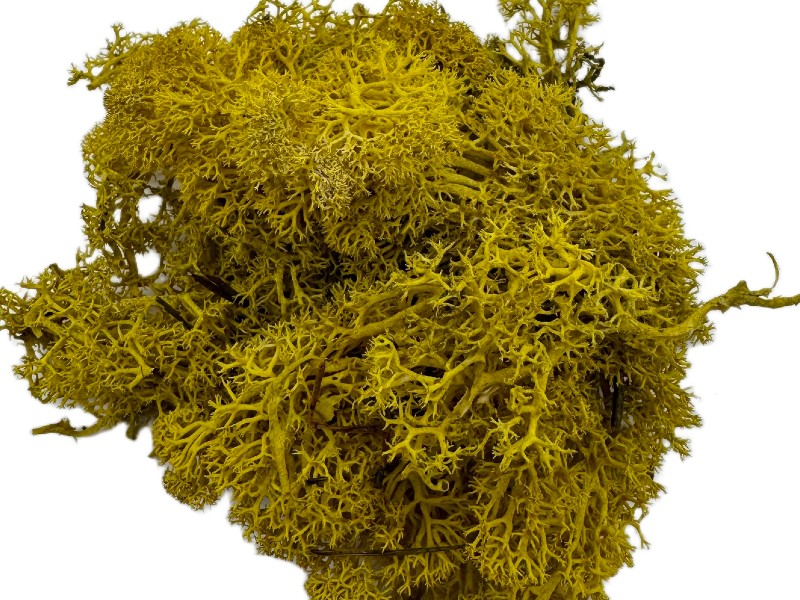 Mech Chrobotek do terrarium żółty 100g