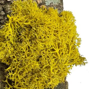 Mech Chrobotek do terrarium żółty 100g