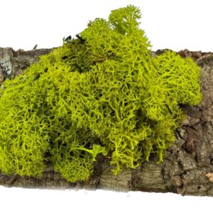 Mech Chrobotek do terrarium limonkowa zieleń 100g