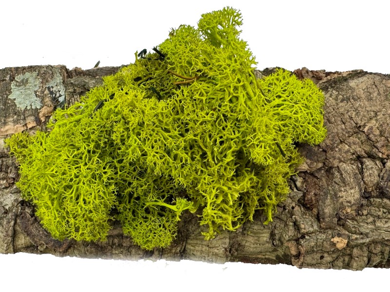 Mech Chrobotek do terrarium limonkowa zieleń 100g