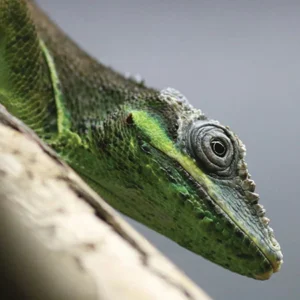 d2ba1d0e4e066e240df73d73054ccc77.webp 0f0b8723c9b81d6b758e9b00362d0d4e