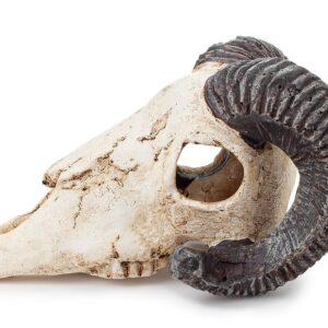 Dekoracja Ozdoba akwariowa – czaszka muflona Happet