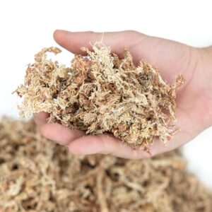 Mech torfowiec Sphagnum moss 100g