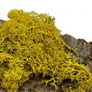 Mech Chrobotek do terrarium żółty 100g