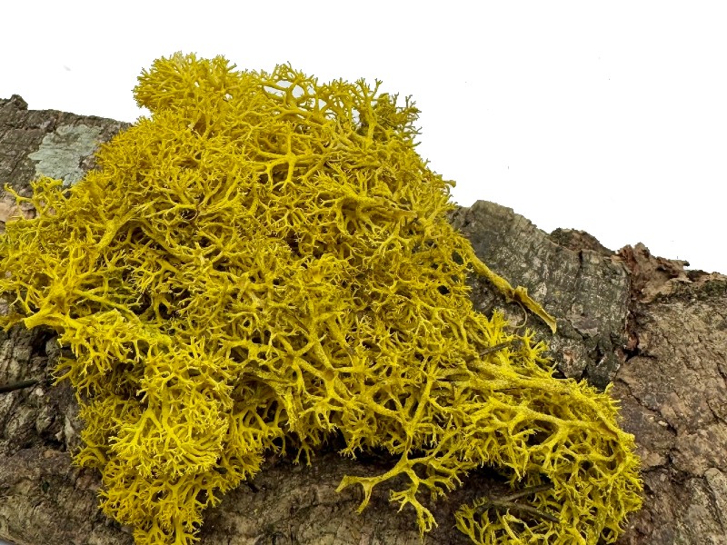 Mech Chrobotek do terrarium żółty 100g