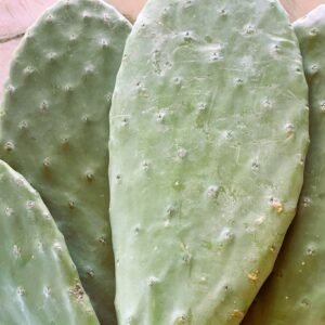 Świeża opuncja na kg dla żółwia lądowego