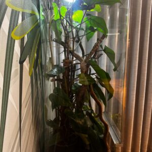 Terrarium dla kameleona z wentylacją szyba przesuwna 50x50x100