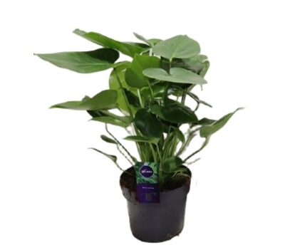 20130b170248a971d8b409a7da9304dc