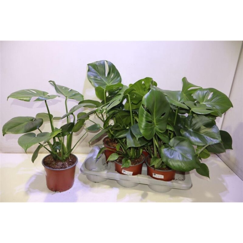 26a29bc26d7d892deafbe9a291f05be6