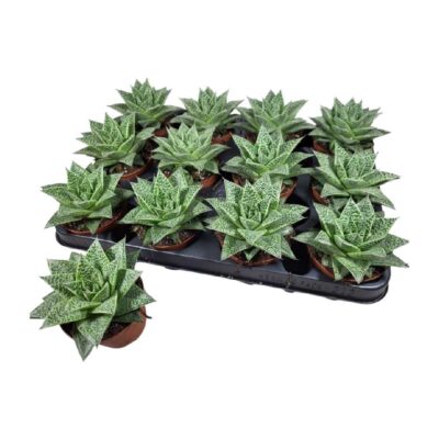 26ea24efdd81f225b5031aa50492ee13