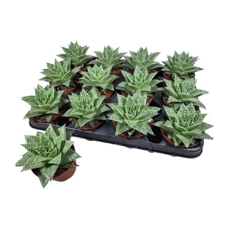 26ea24efdd81f225b5031aa50492ee13