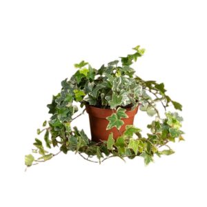 61aa4266617934716f189336a3bb2e84