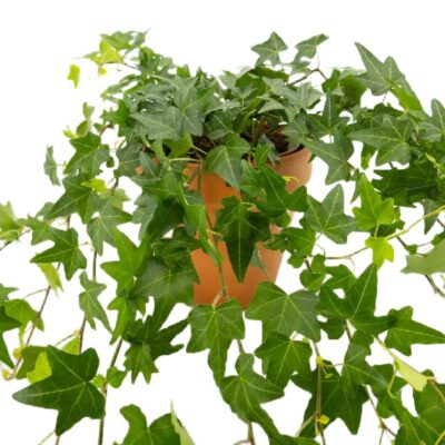 a922c11ce65abd31193919213ff5c232