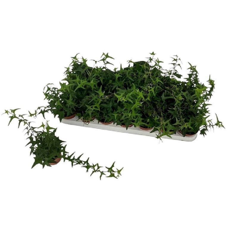 bb8f14cd8741ab8ac9083e8df48f7736