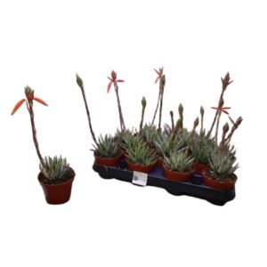 d6d0a895275cbfb9b5e36f116d13a287