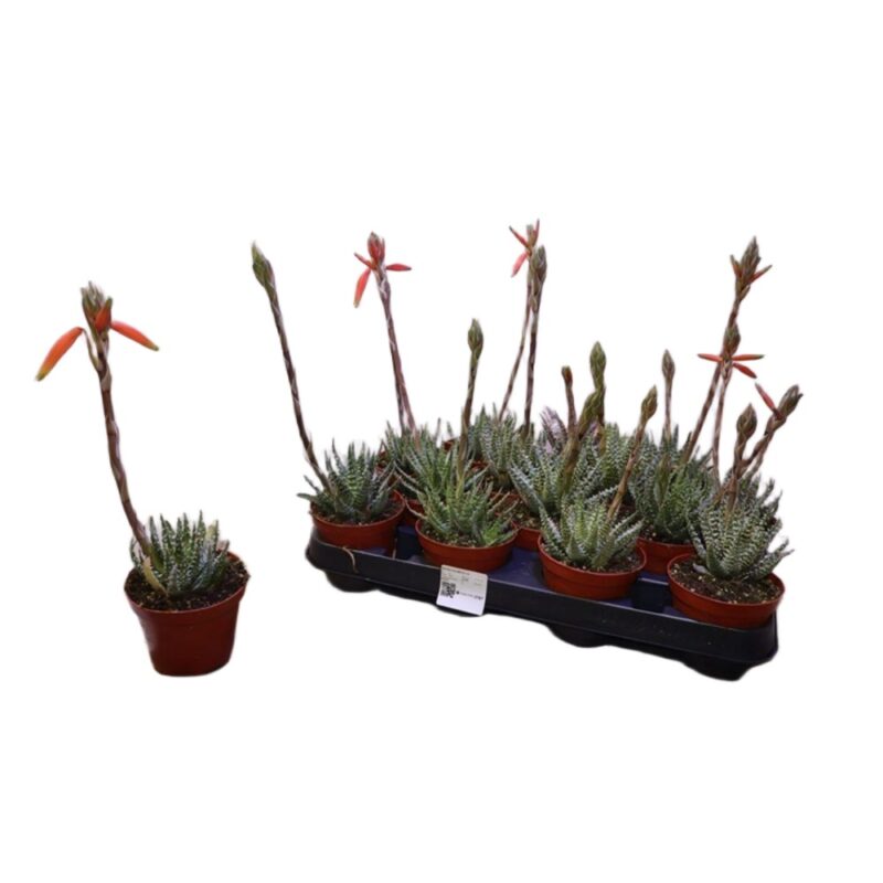 d6d0a895275cbfb9b5e36f116d13a287