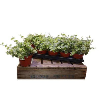 599ed2f197d7713ad5a36302ab6c2077