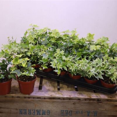 d68470b9685c1177e57cd05e11452c0b