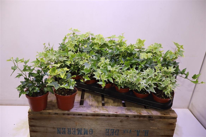 d68470b9685c1177e57cd05e11452c0b