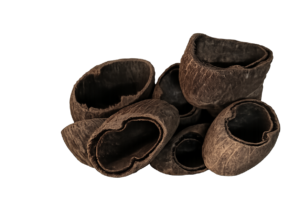 Palm Pad susz egzotyczny 5-7cm – 1szt