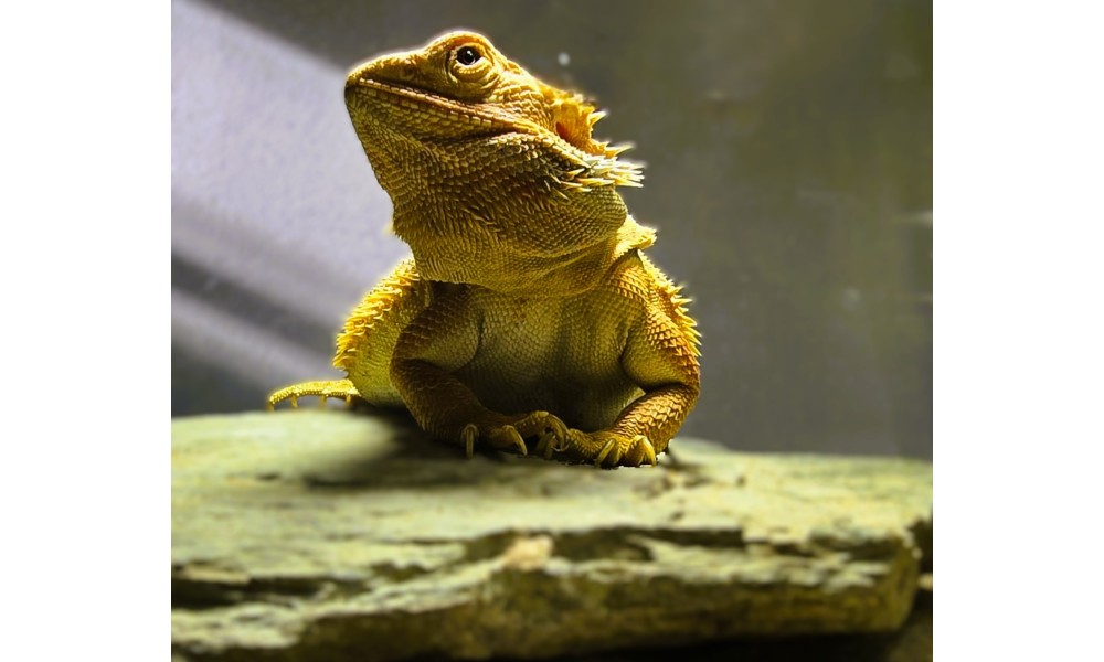 Agama Brodata cena (Pogona vitticeps)