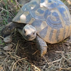 żółw grecki testudo hercegovinensis