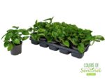 Epipremnum Scindapsus Global Green roślina do terrariów tropikalnych dla gadów - obrazek 3