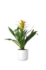 Bromelia guzmania żółta