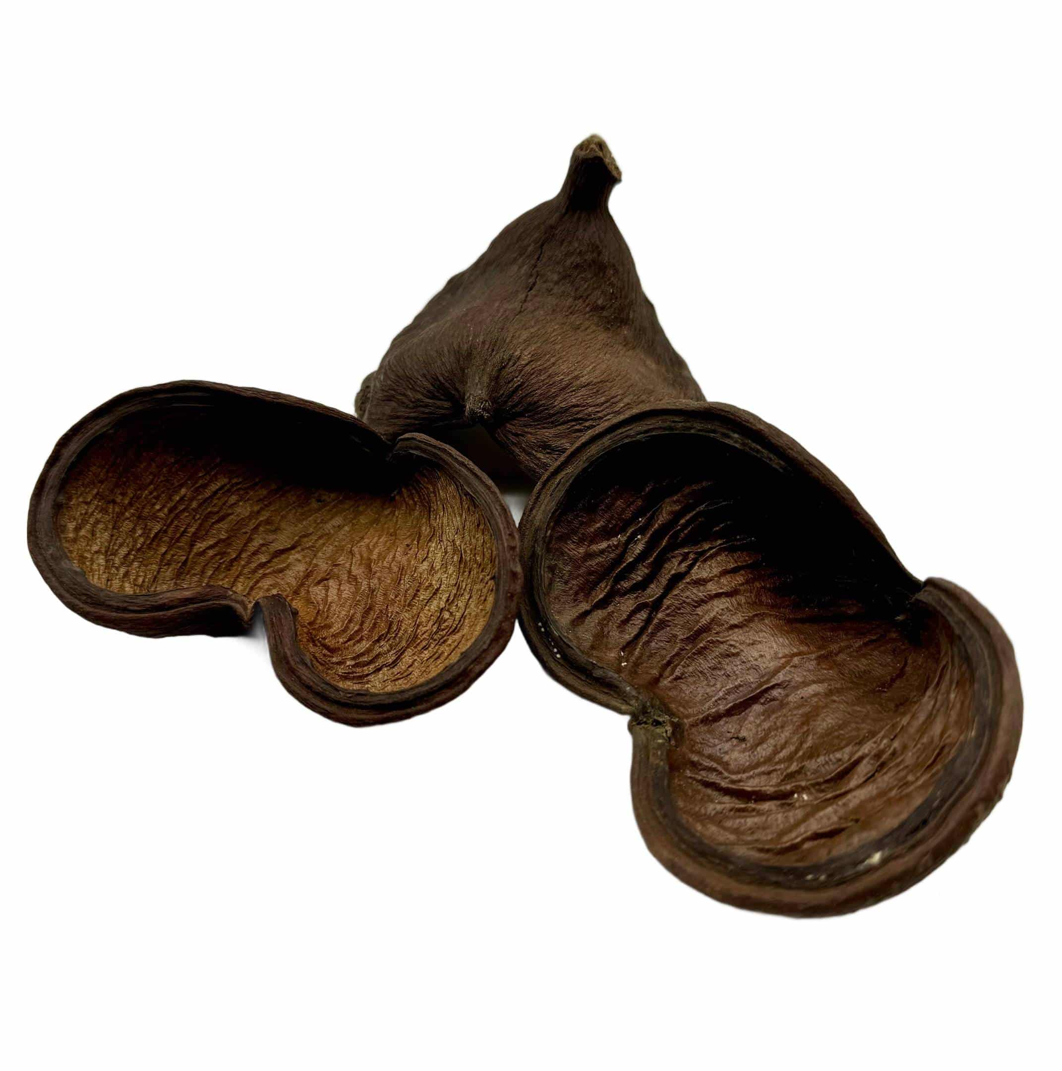 08ff5a367d4f047f56af7816ef72fc73 Łupina orzecha Badam 10-14 cm otwarta - obrazek 1