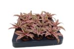 Bromelia Cryptanthus bivittatus Pink Star