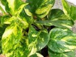rośliny do terrarium Epipremnum Scindapsus Hicolor roślina do terrariów tropikalnych dla gadów