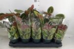 Maranta leuconeura Fascinator maranta modlitewna 40cm - obrazek 3