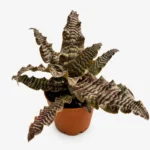 zonatus bromelia dla żab