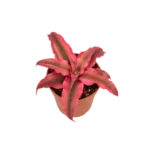 bromelia rubin star