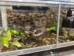 Athyrium spicatum — paproć do terrarium, zdjęcie 3