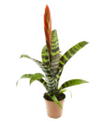 Bromelia Vriesea Era - obrazek 2