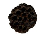 Suszony lotos L 8cm do terrarium - obrazek 2