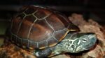 Wodno-lądowy żółw chiński Mauremys reevesii - obrazek 2