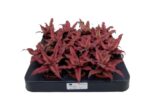 Bromelia Cryptanthus bivittatus Red Star