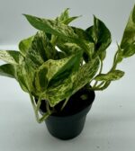 Epipremnum Scindapsus Marble Queen roślina do terrariów tropikalnych dla gadów - obrazek 2