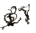Gałązki do terrarium Canta Branch Head S 8-13cm - obrazek 2