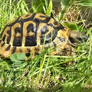 Żółw grecki (Testudo hermanni) na wybiegu zewnętrznym