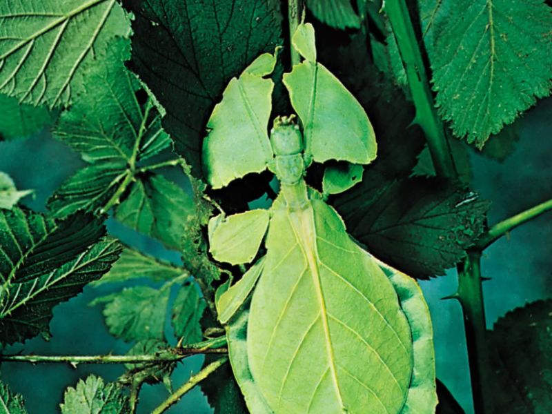 Liściec Phyllium – produkt w sklepie Zmiennocieplne.pl