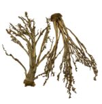 Suszone gałązki Palm Fan do terrarium 50cm - obrazek 2