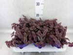 Tradescantia Purple Passion – purpurowa trzykrotka wys do 20cm - obrazek 3