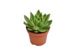 Sukulent Echeveria miranda roślina do terrarium dla gadów pustynnych