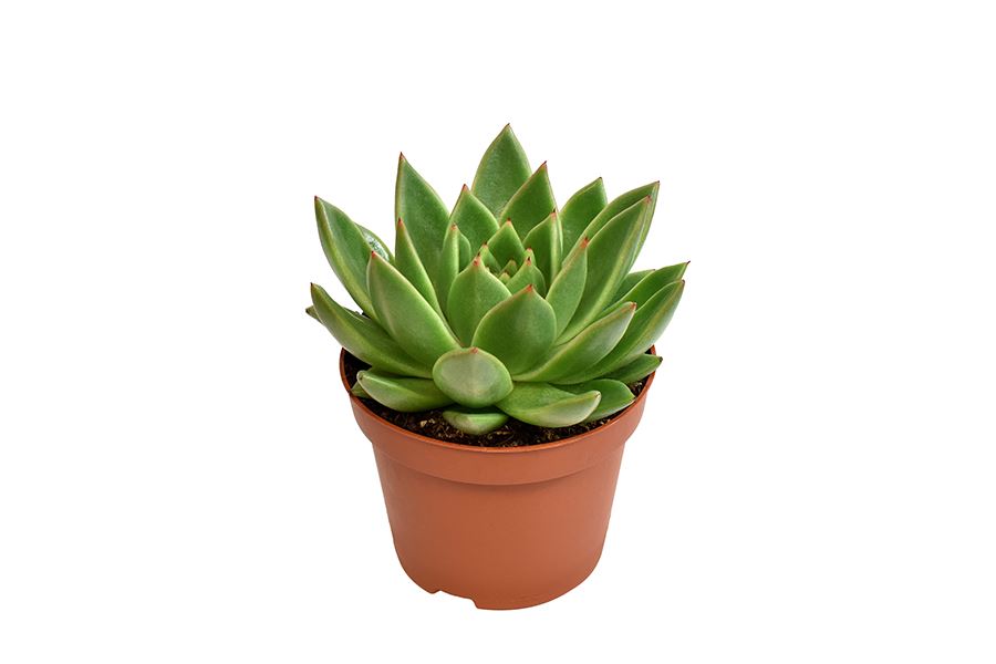 3d038ee896934df6355e92ba69c6e631 Sukulent Echeveria miranda roślina do terrarium dla gadów pustynnych - obrazek 1