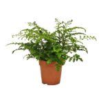 Asplenium Parvati — paproć do terrarium, zdjęcie 1