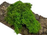 Mech Chrobotek do terrarium jasnozielony 100g - obrazek 2